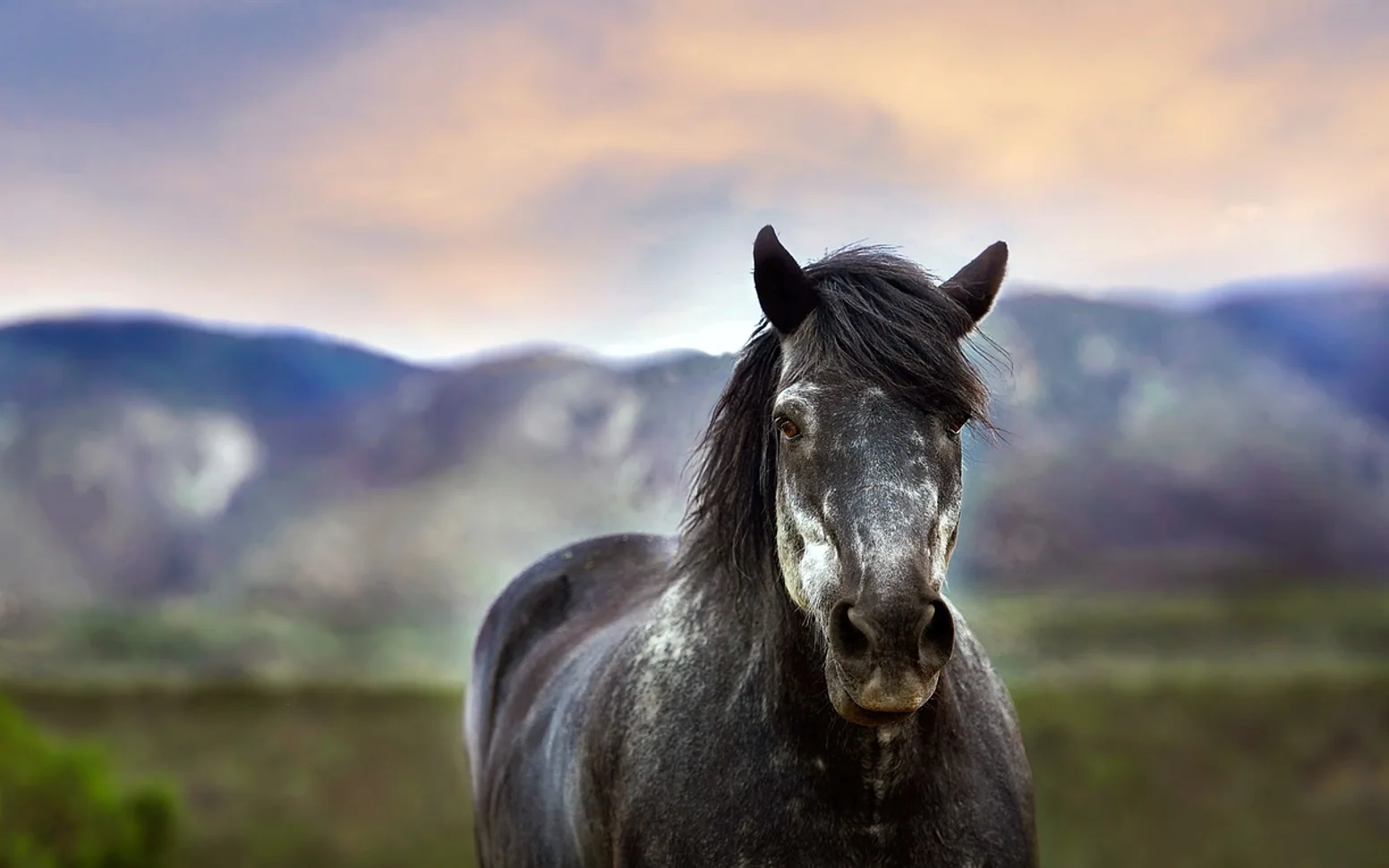 Horse, animal and outdoors