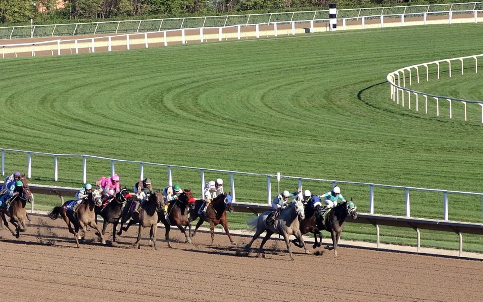 Animal, horse and racing