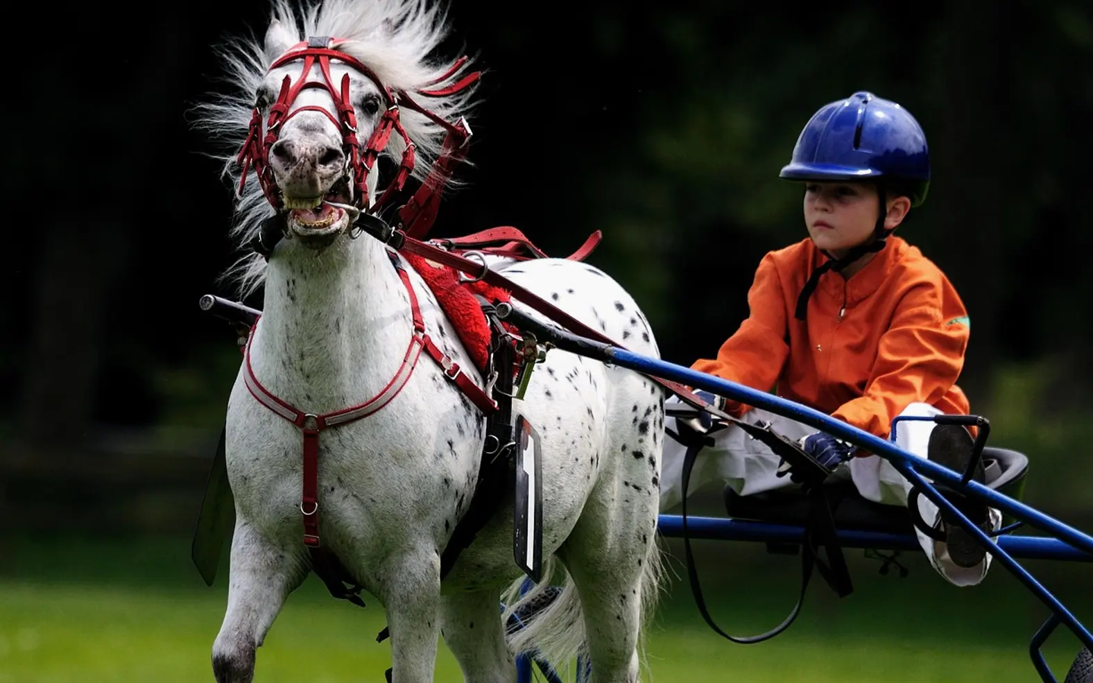 Horse, horse race and nature