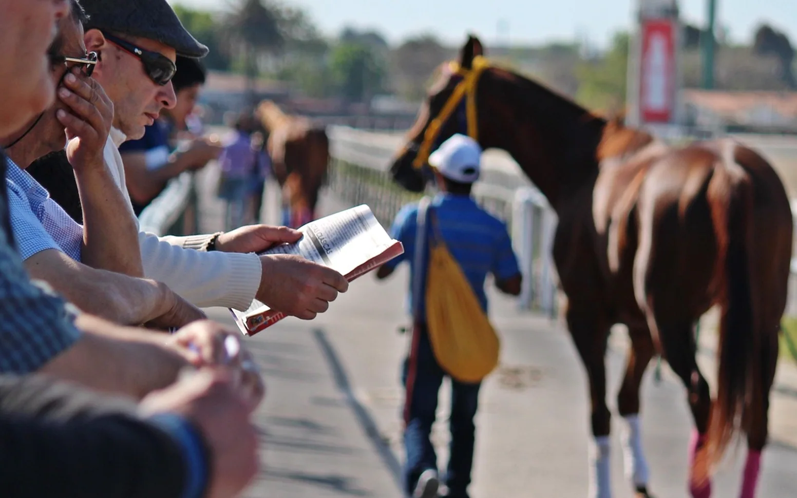 Horse racing, horses and thoroughbred