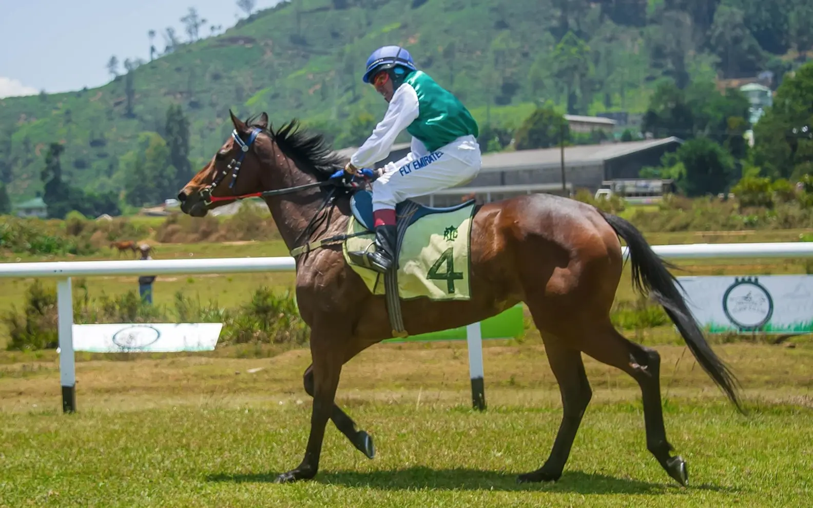 Finish line, race and horse