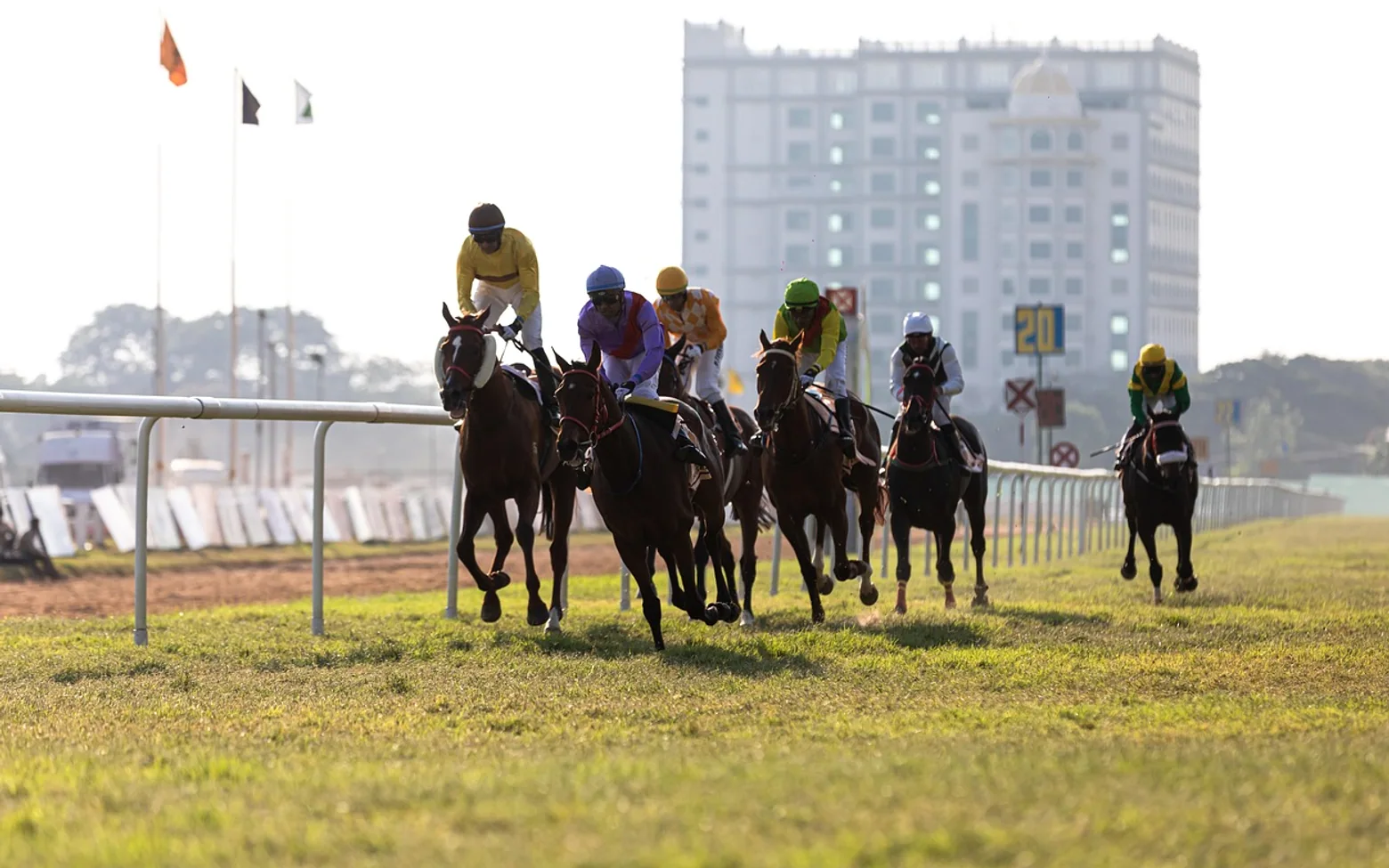 Horses, horse race and horse racing
