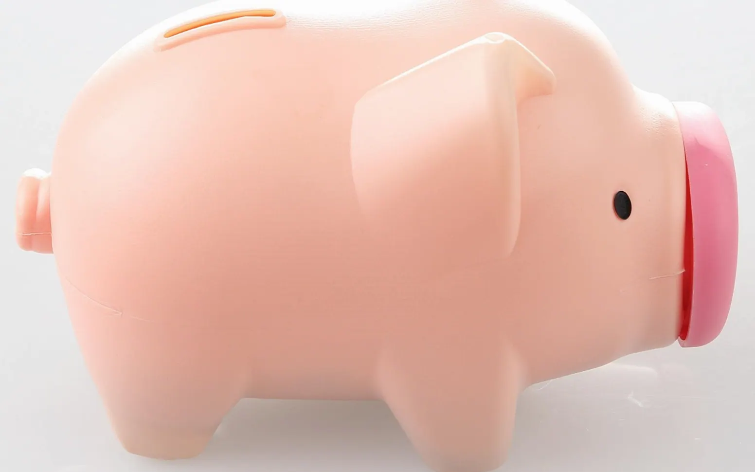 Pig, piggy bank and moneybox
