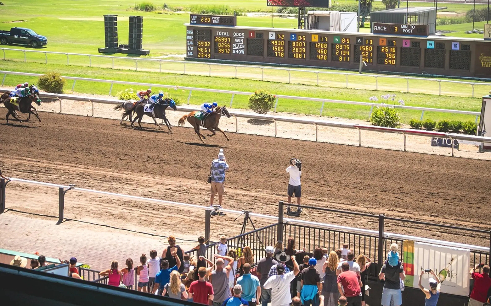 Horse, animal and race