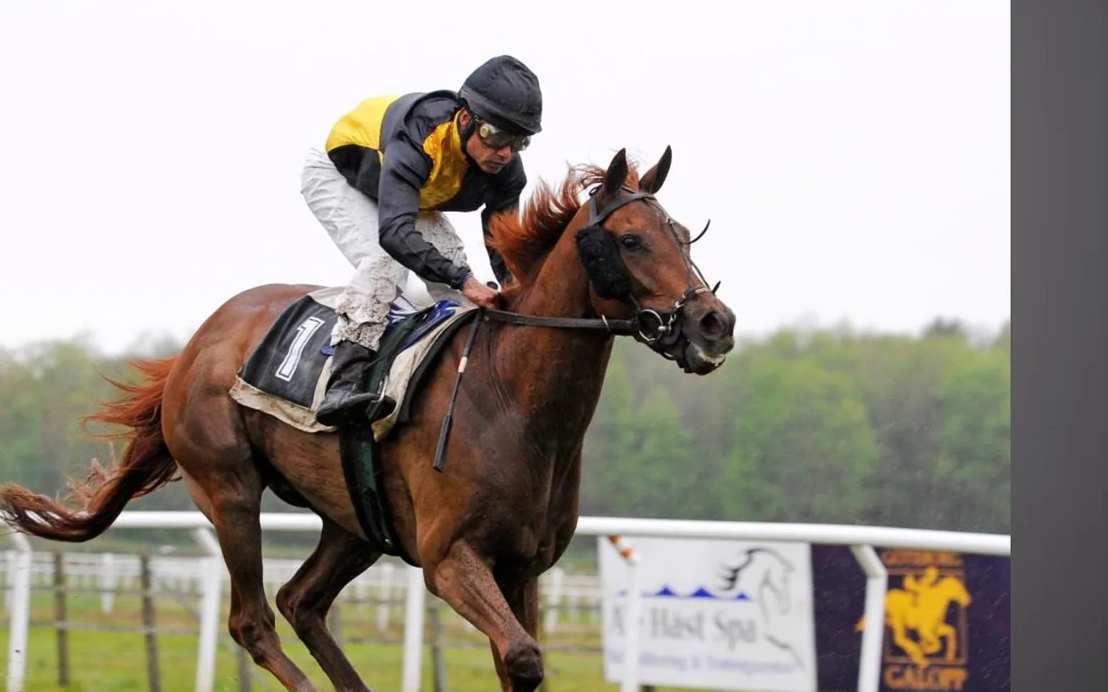 Gallop, nature and horse